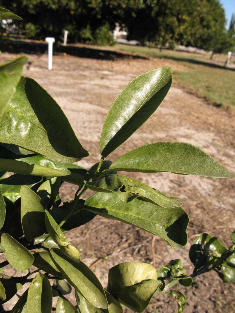            Sun leaves (Winter Haven, FL)   